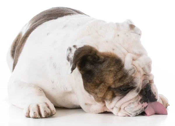 Dog licking the floor — Stock Photo, Image