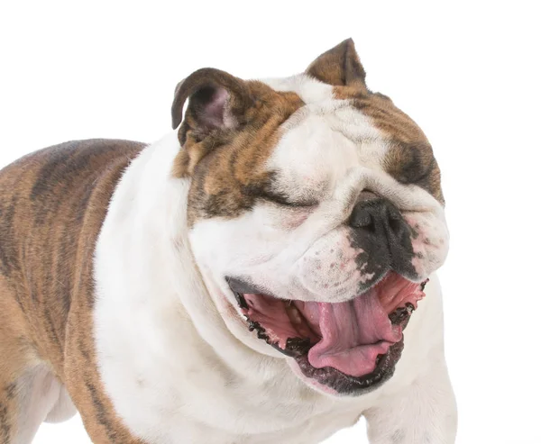 Dog with mouth open yawning — Stock Photo, Image