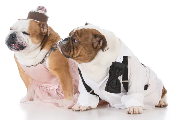 男性と女性の犬カップル — ストック写真