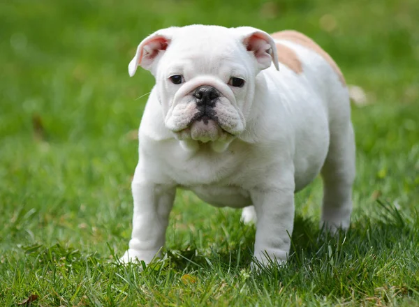 Cachorro brincando fora — Fotografia de Stock