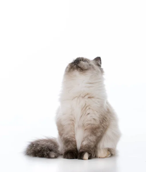 Ragdoll kitten looking up — Stock Photo, Image