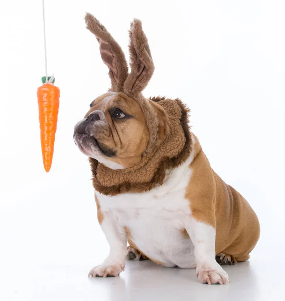 Cão vestido como um coelho — Fotografia de Stock