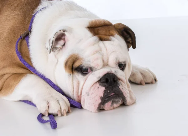 Manliga engelska bulldog — Stockfoto