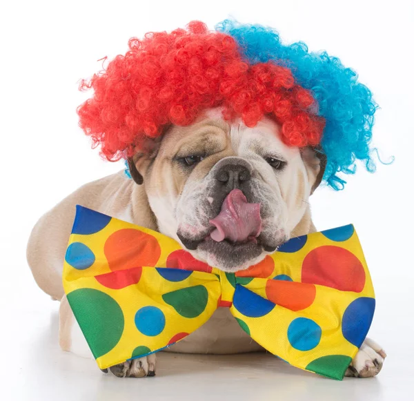 Hond gekleed als een clown — Stockfoto