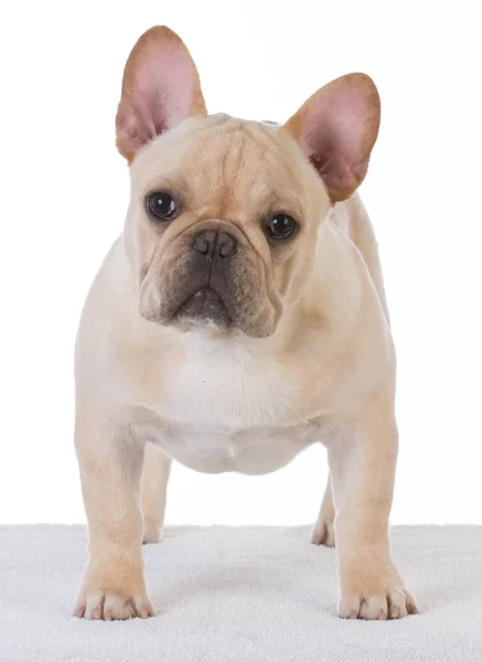 Bulldog francés masculino — Foto de Stock