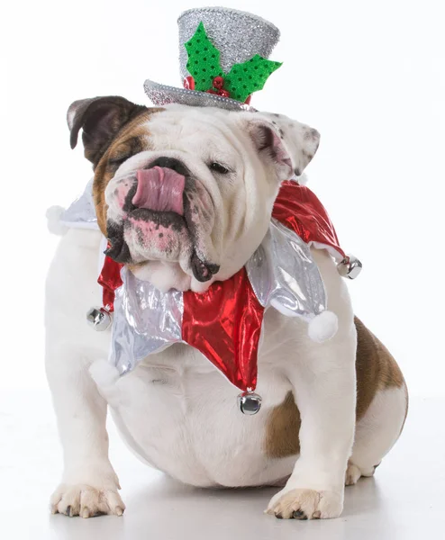 Собака, одягнена на Різдво — стокове фото