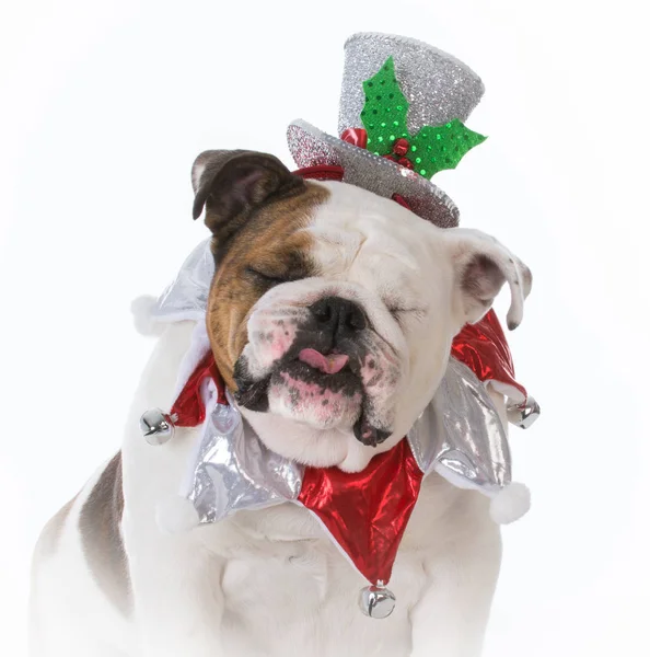 Hund klädd i julklapp — Stockfoto