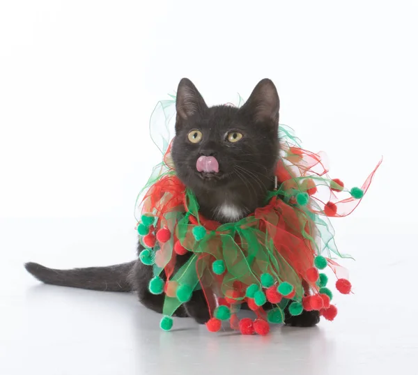 黒いクリスマス子猫 — ストック写真