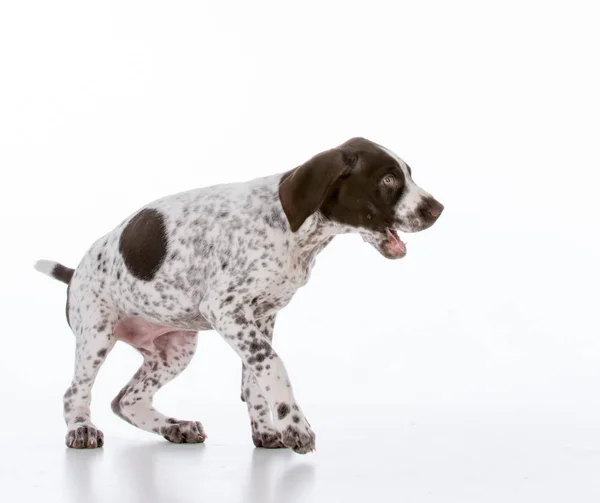 Tedesco stenografia puntatore cucciolo — Foto Stock