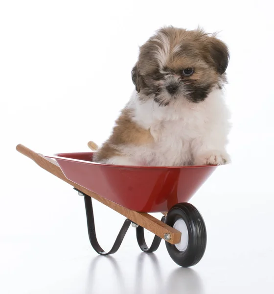 Shih tzu puppy — Stock Photo, Image