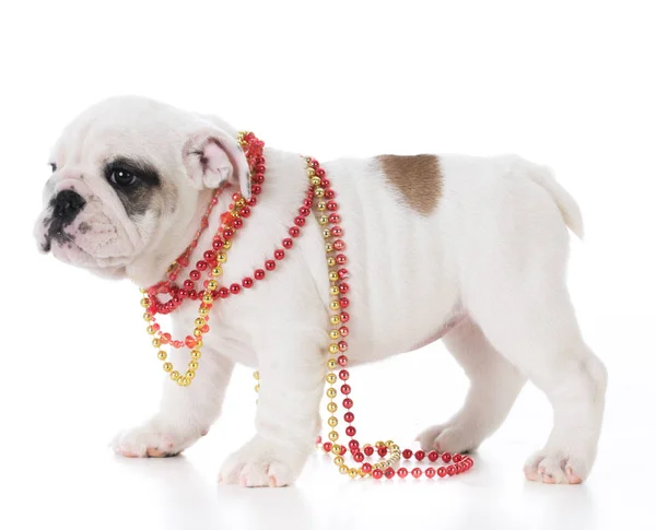 Vrouwelijke bulldog puppy — Stockfoto