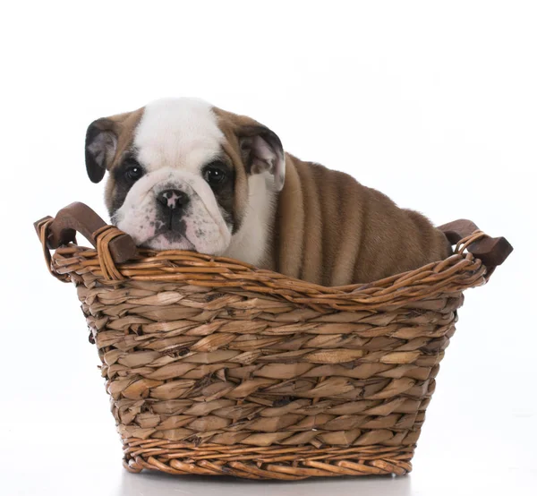 Cute bulldog puppy — Stock Photo, Image