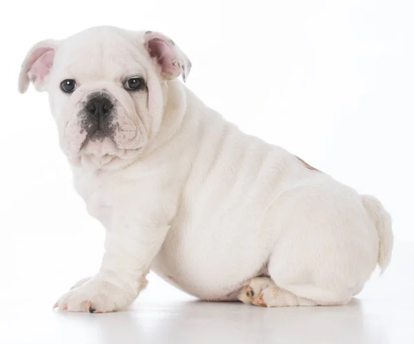 Mannelijke bulldog pup — Stockfoto