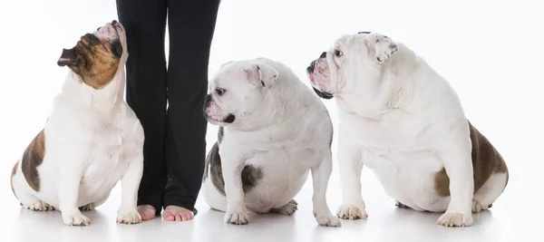 従順な犬と所有者 — ストック写真