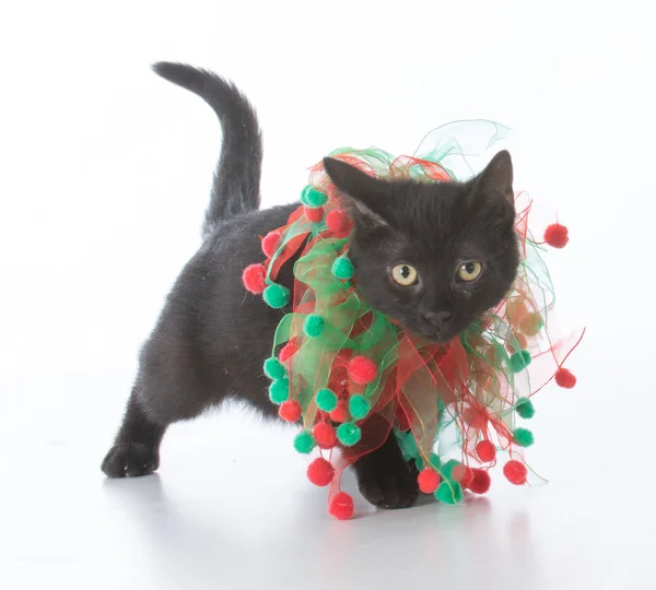 Zwarte christmas kitten — Stok fotoğraf