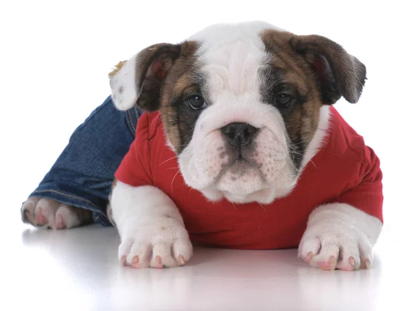 Cute puppy wearing clothing — Stock Photo, Image
