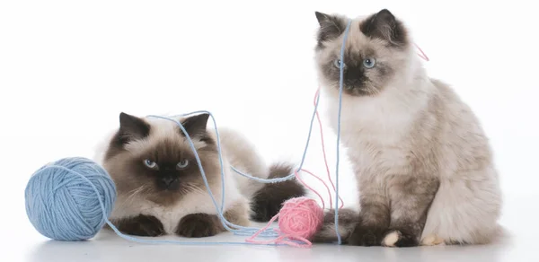 Dois gatinhos jogando — Fotografia de Stock