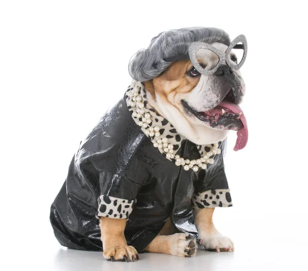 Äldre kvinnlig hund — Stockfoto