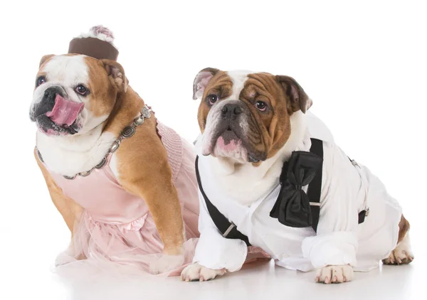 Masculino e feminino cão casal — Fotografia de Stock