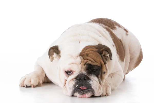 Bulldog laying down — Stock Photo, Image