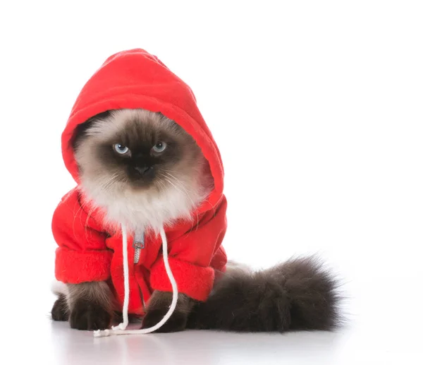 Gato vestindo suéter — Fotografia de Stock