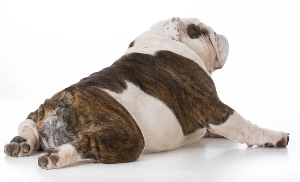 Bulldog stretched out — Stock Photo, Image