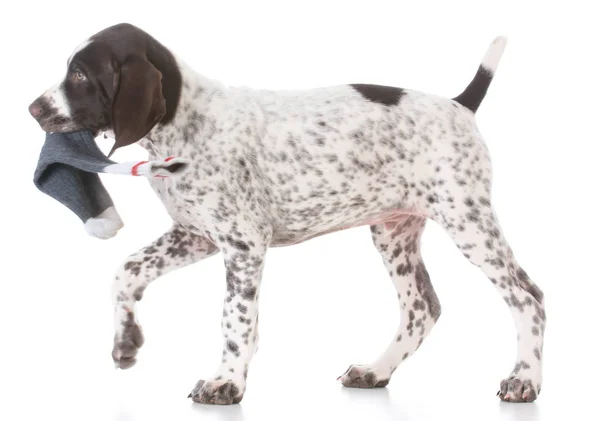 Puppy chewing on socks — Stock Photo, Image