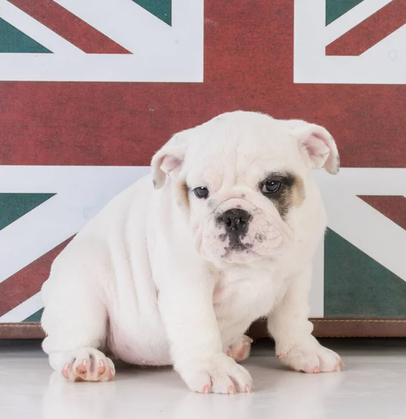 Bulldog with british flag — Stock Photo, Image