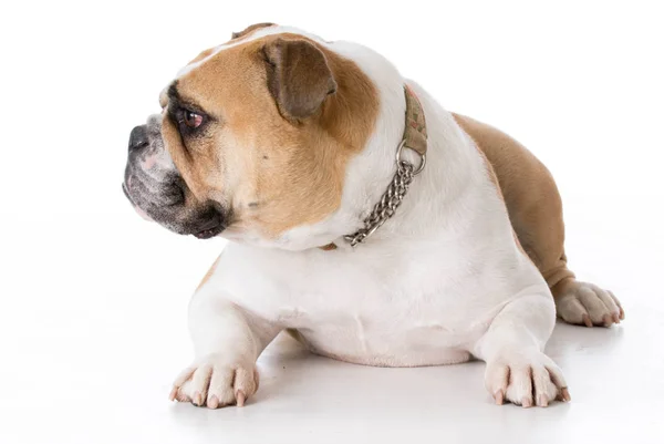 Bulldog wearing collar — Stock Photo, Image