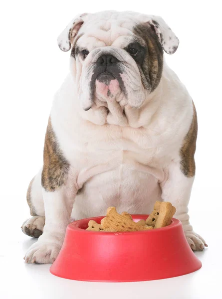 Chien avec un bol plein d'os — Photo