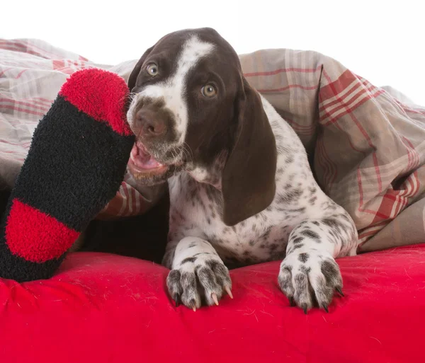 犬の所有者の足をかみ砕くこと — ストック写真