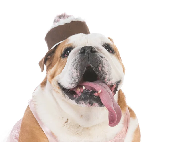 Kvinnliga senior bulldog — Stockfoto