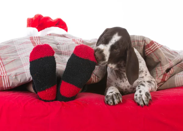 Santa in bed met zijn hond — Stockfoto