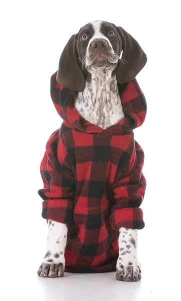 Country dog in plaid — Stock Photo, Image