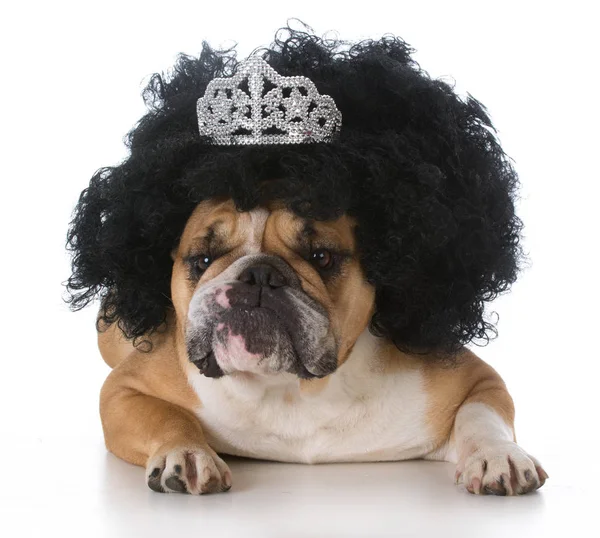 Bulldog wearing a wig — Stock Photo, Image