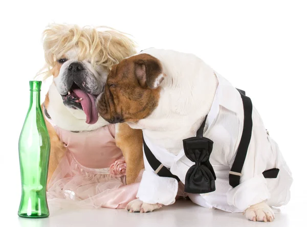 Casal cão bêbado — Fotografia de Stock