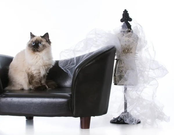 Ragdoll kat op zoek regal — Stockfoto