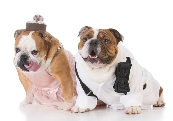 Masculino e feminino cão casal — Fotografia de Stock