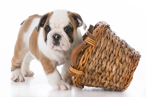 Filhote de cachorro brincando com cesta — Fotografia de Stock