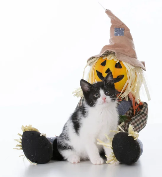 Kitten Halloween siedzi — Zdjęcie stockowe