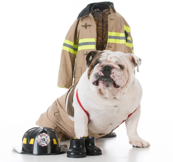 Dog dressed like firefighter — Stock Photo, Image