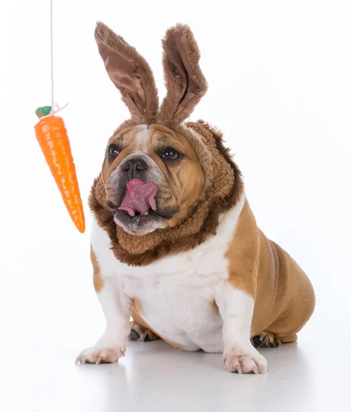 Hond gekleed als een konijn — Stockfoto