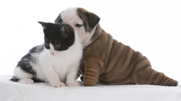 Cachorro y gatito amor — Foto de Stock