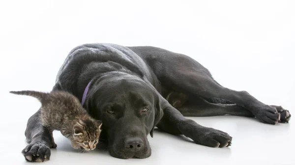 Perro y gatito — Foto de Stock