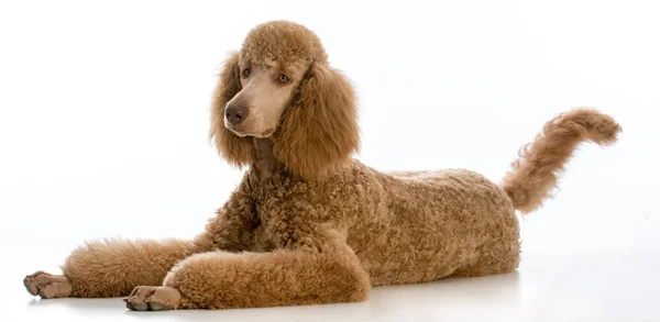 Poodle padrão de damasco — Fotografia de Stock