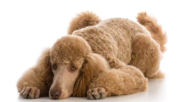 Βερίκοκο τυποποιημένο poodle — Φωτογραφία Αρχείου