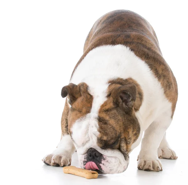 Dog with a bone Royalty Free Stock Photos