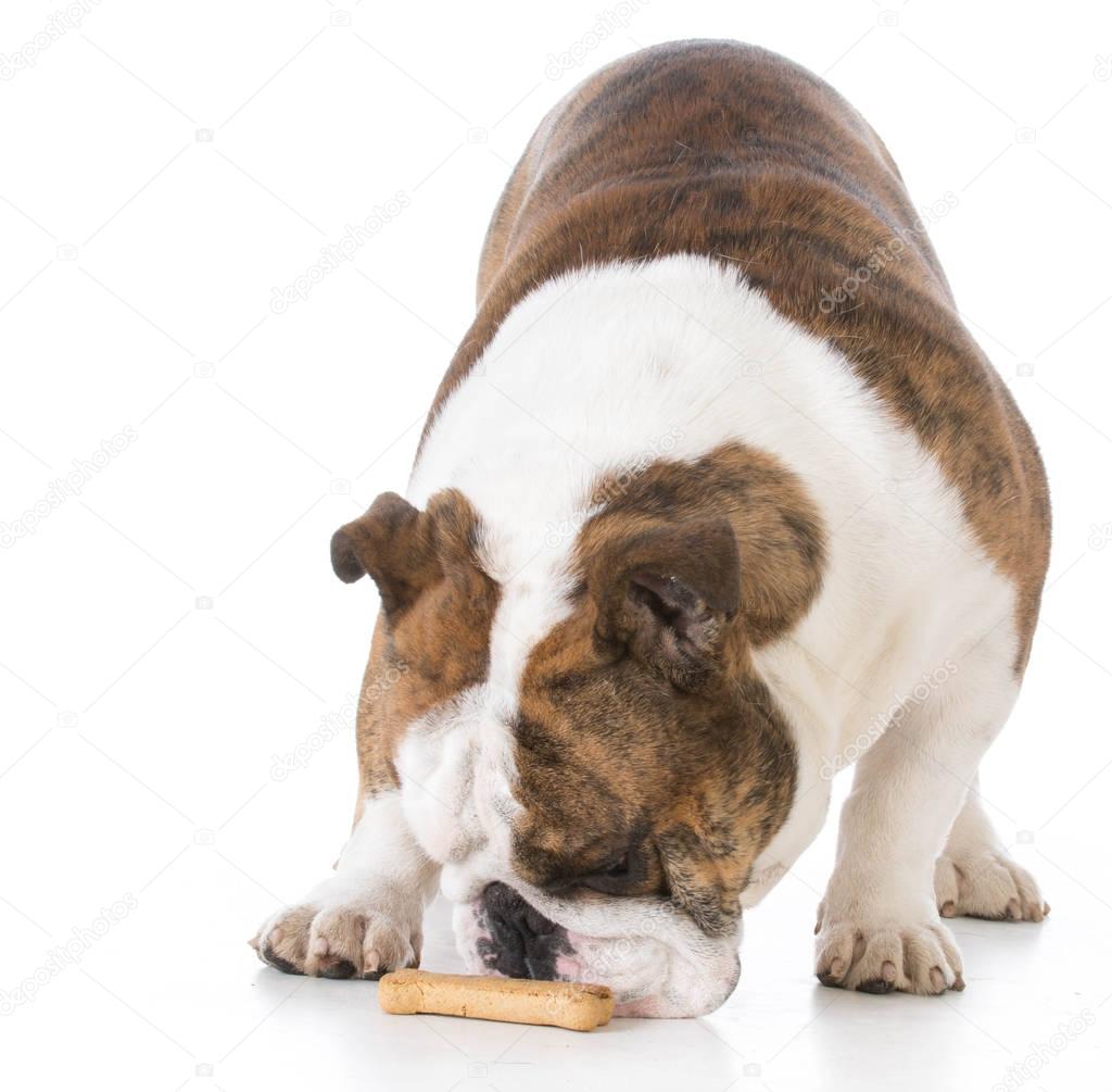 dog with a bone