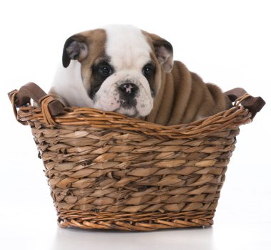şirin bulldog yavrusu