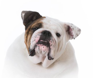 kadın İngilizce bulldog